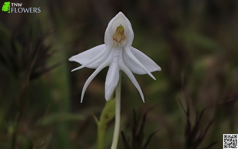 Spreading Flowered Habenaria